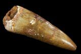 Fossil Crocodile (Elosuchus) Tooth - Morocco #124297-1